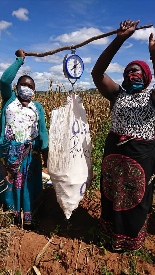 Two women wearing masks stand on either side of a stick and hold it in the air in a field. The scale is attached to the stick and holds a bag filled with ears of corn.